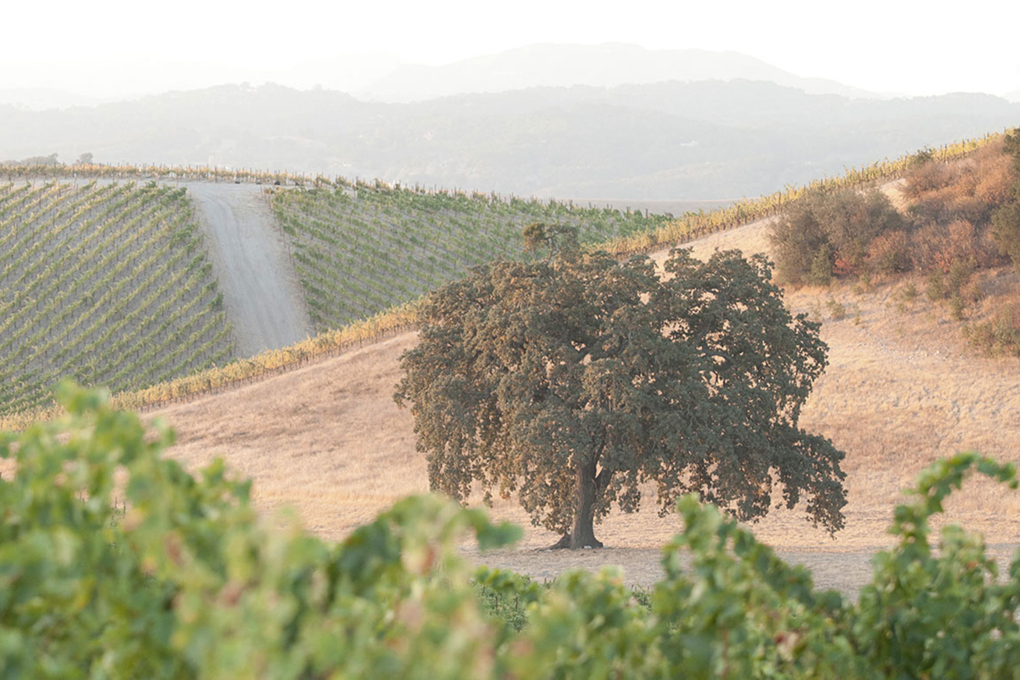 Oak Tree on the Vineyard