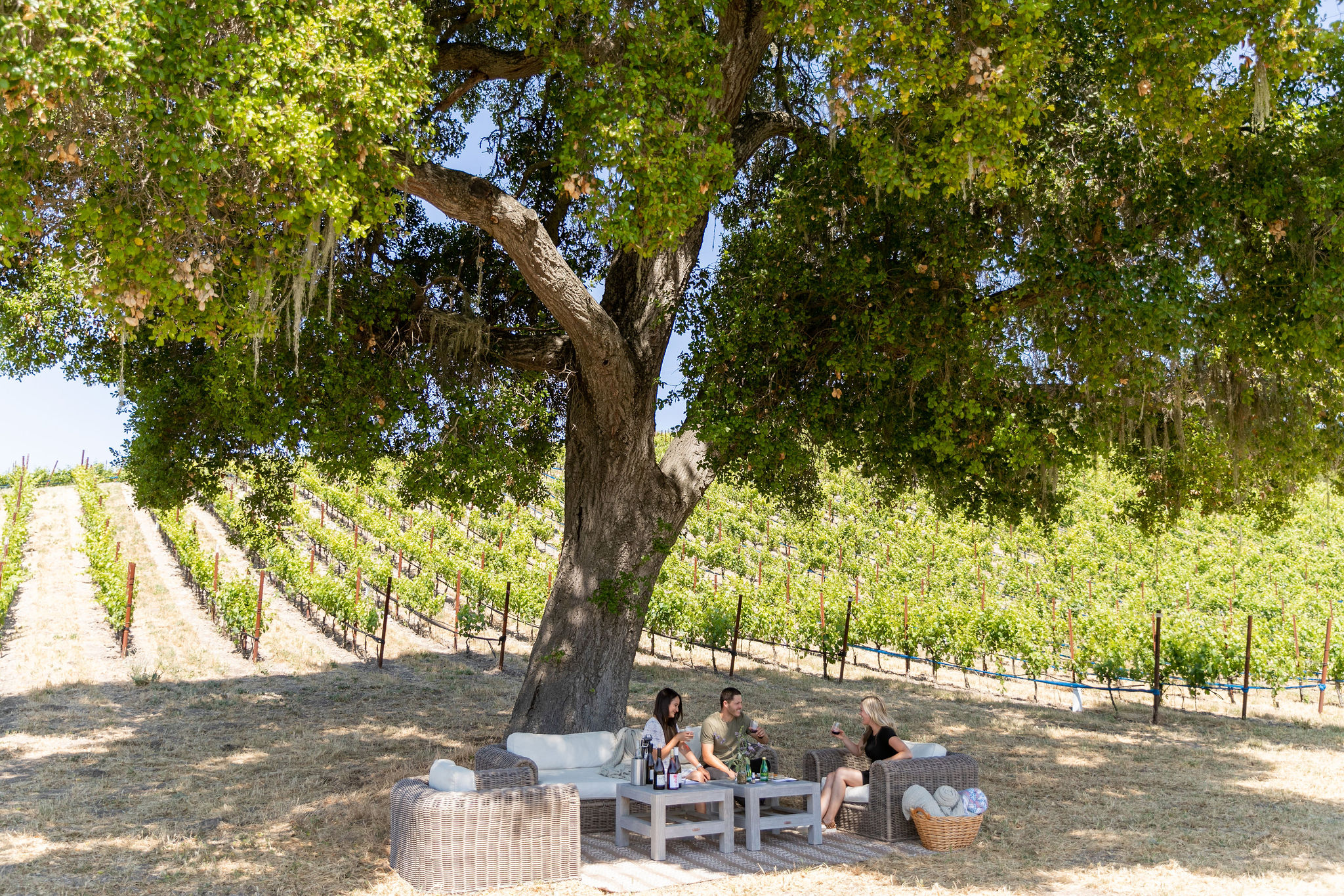 Vineyard Picnic